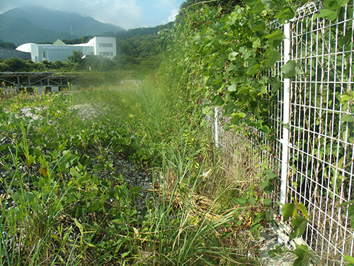 除草前